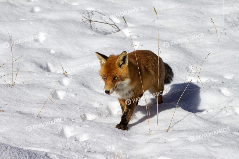 Volpe Rossa nella Neve