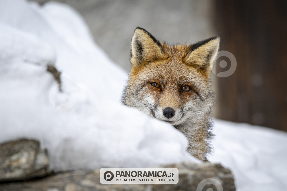 Volpe rossa nella neve